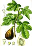 fig
