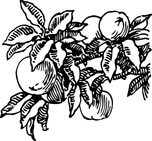 Peaches_clip_art_hight