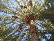 Date palm tree